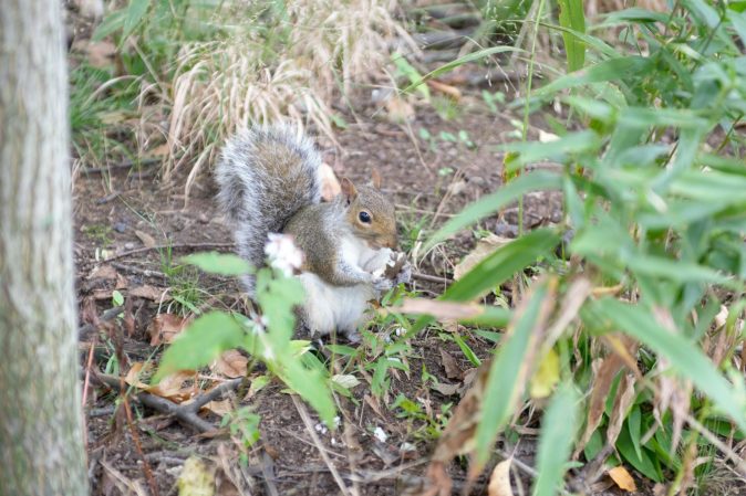 Squirrel Census Central Park