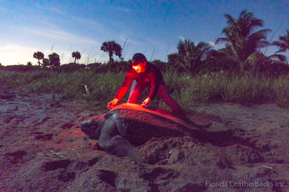 leatherback turtle with a man