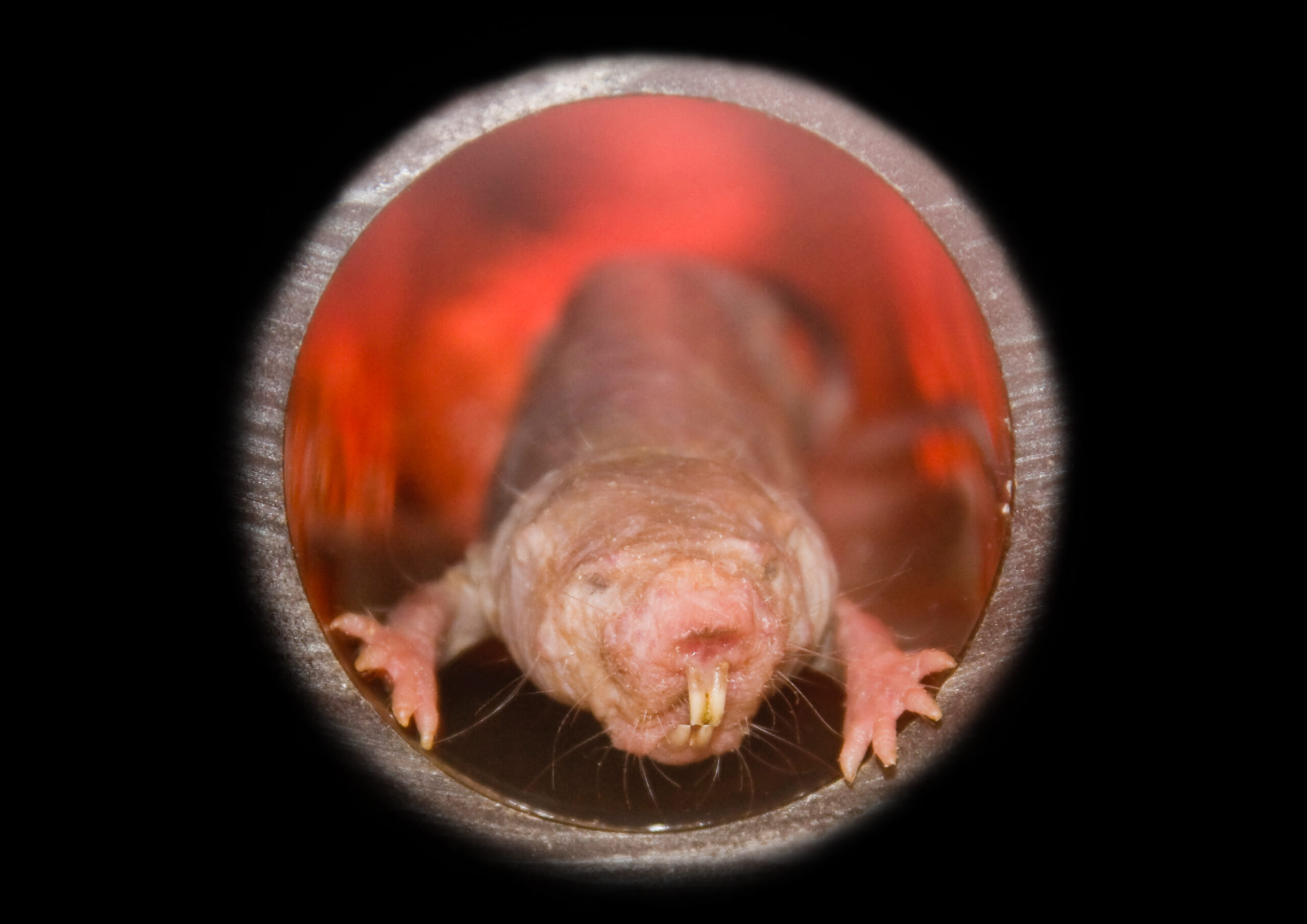 a naked mole rat braces itself inside a tube