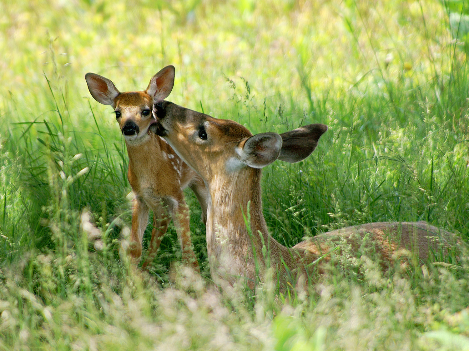 doe and fawn