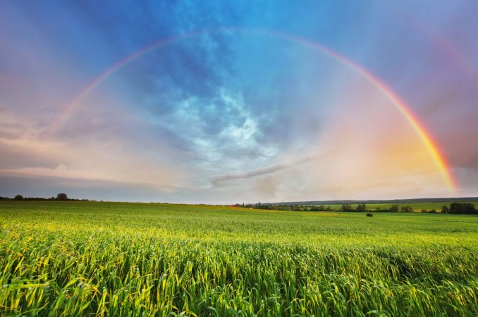 Rainbow over a grassy meadow