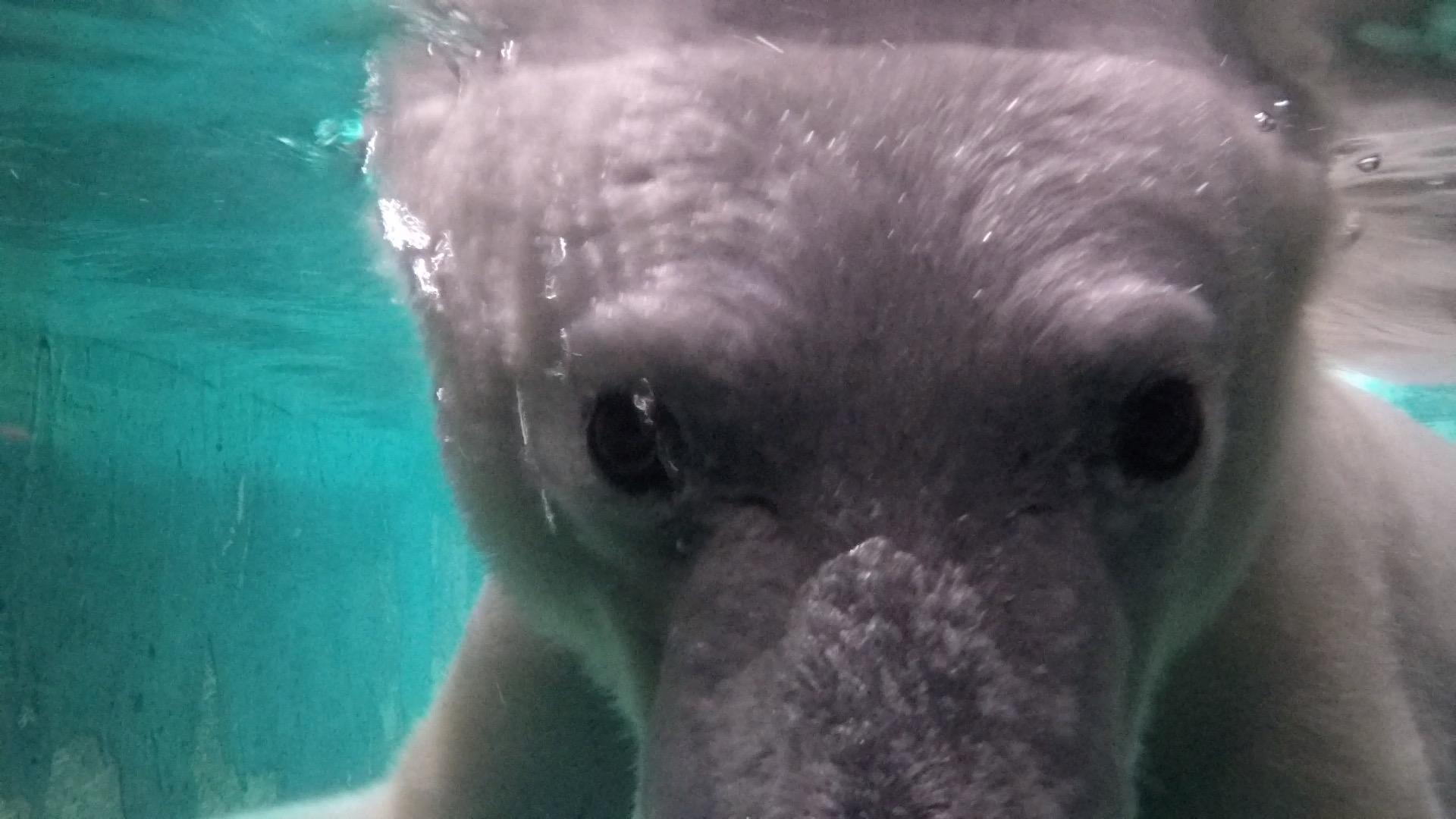 Close-up image of a polar bear underwater.