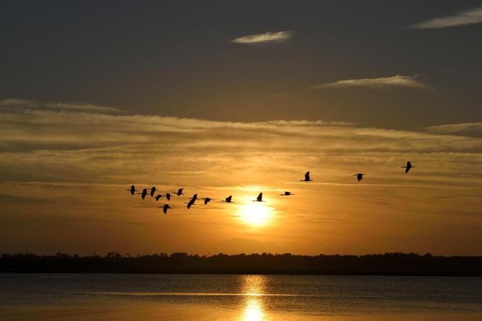 sunset birds migrating