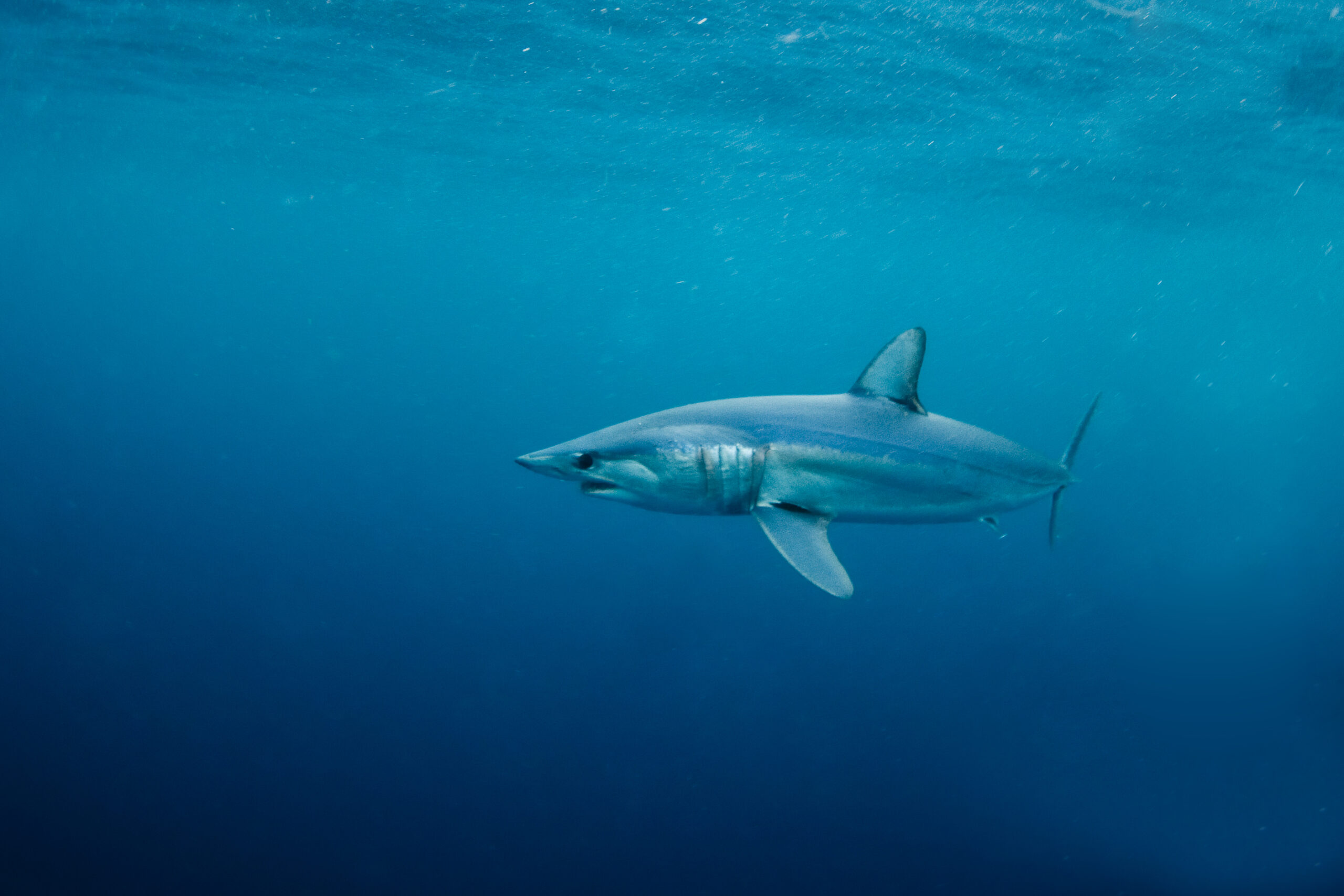 shortfin mako shark swimming