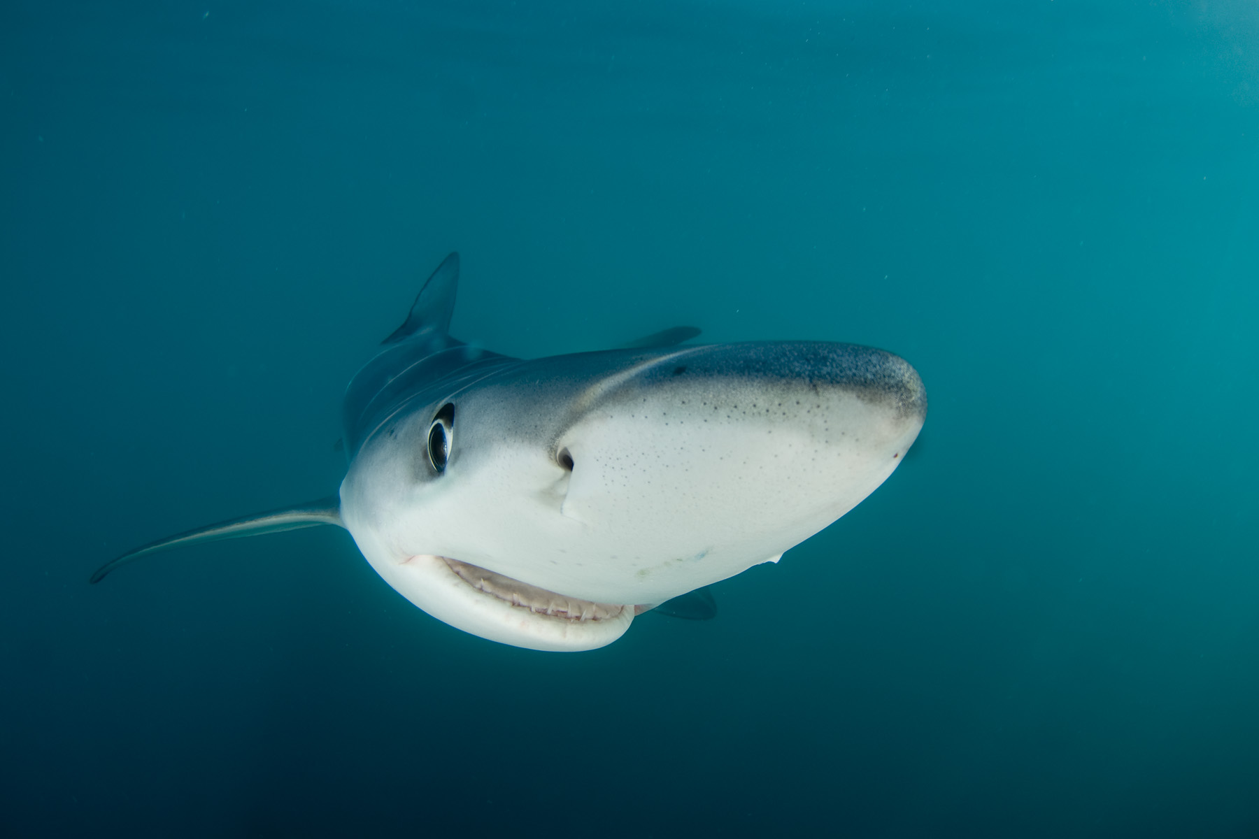 a blue shark