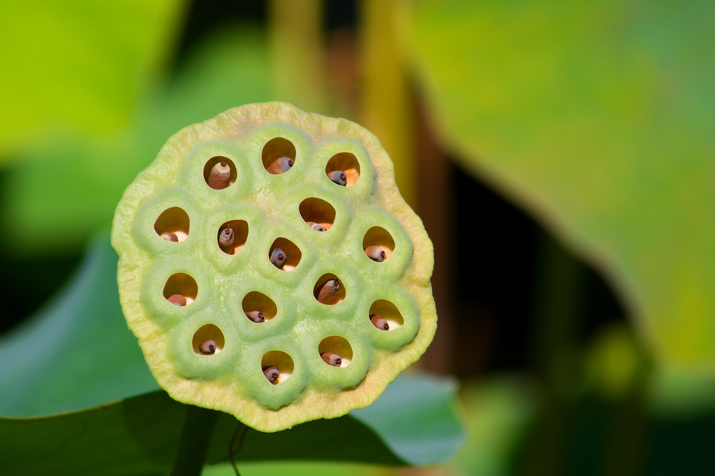 lotus seed pod