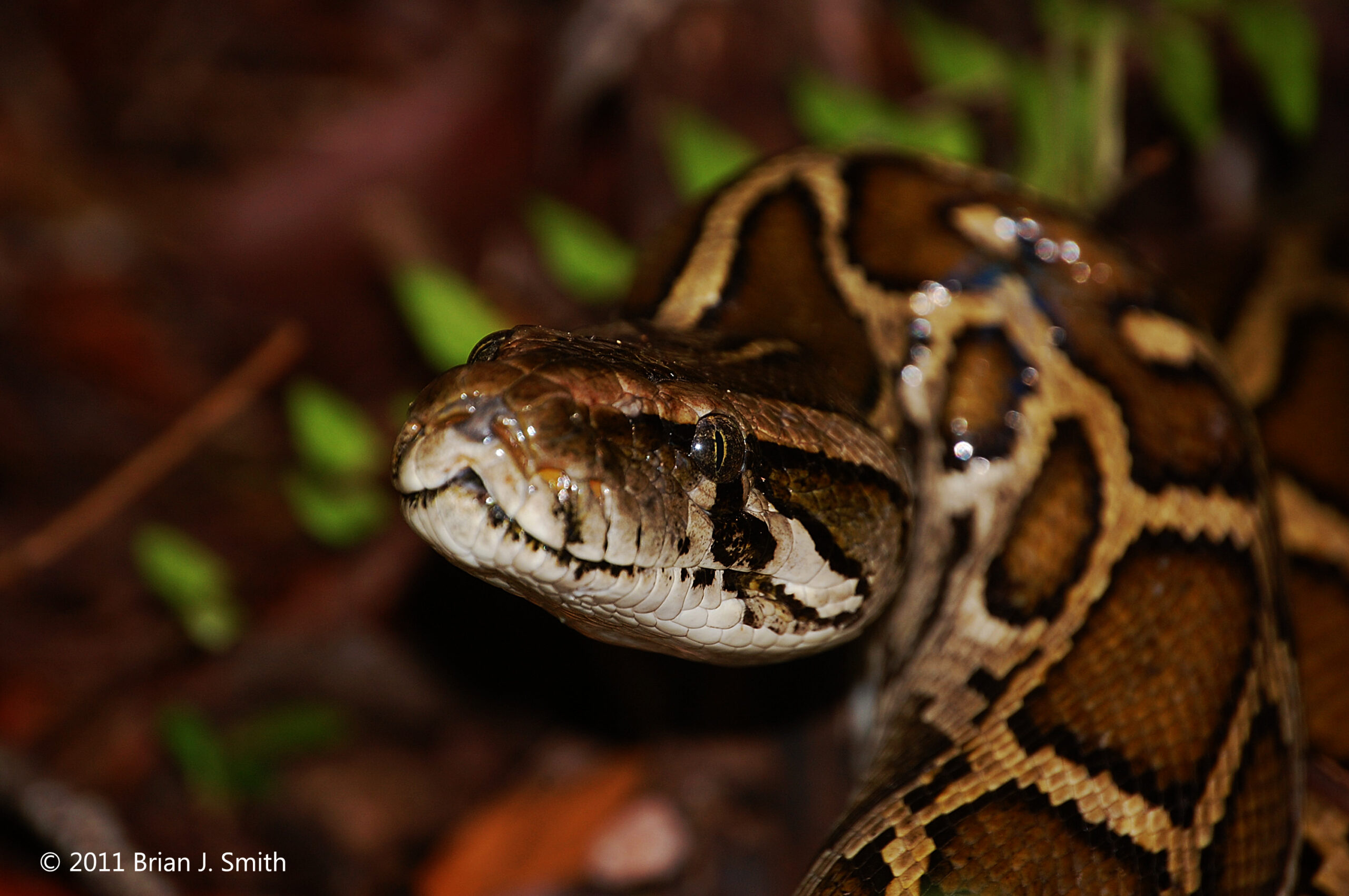 Pythons are invading Florida. Meet the scientists fighting back.