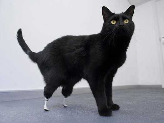 cat with prosthetic legs