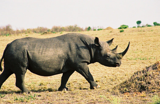 GPS-Implanted Rhino Horns