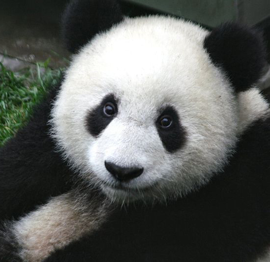 Giant Panda