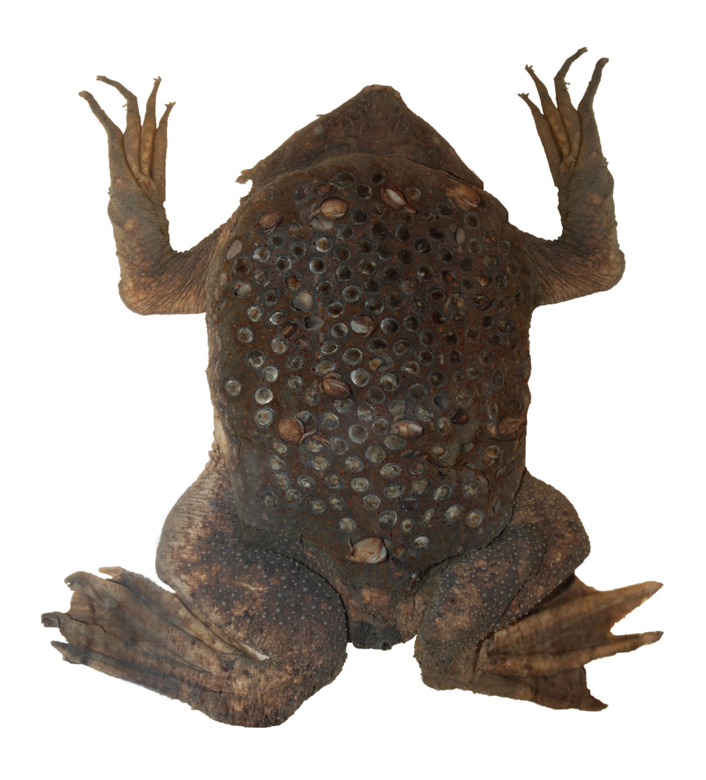 Surinam Toad