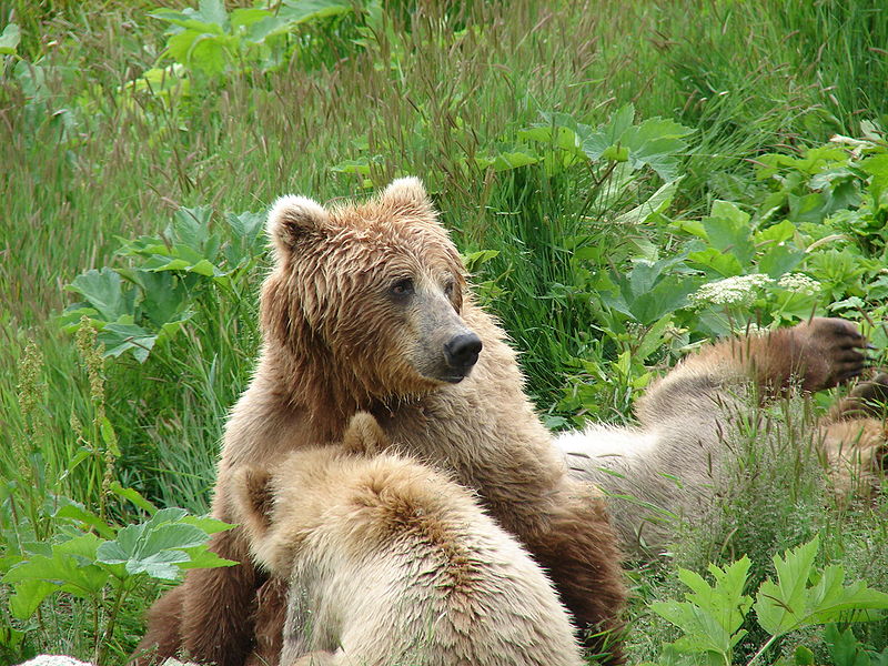 Kodiak Bear