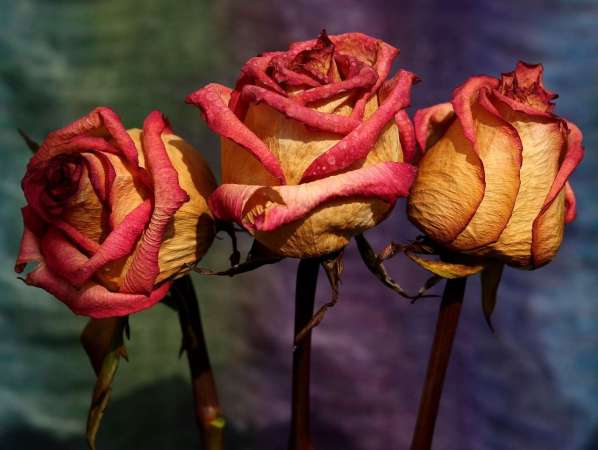 Dried roses and other preserved flowers