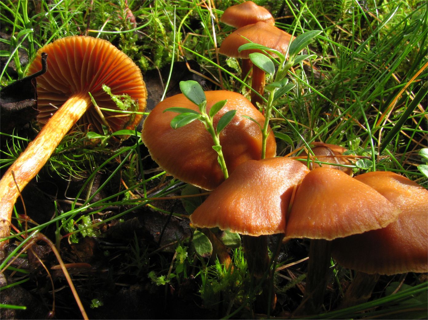 Cortinarius gentilis