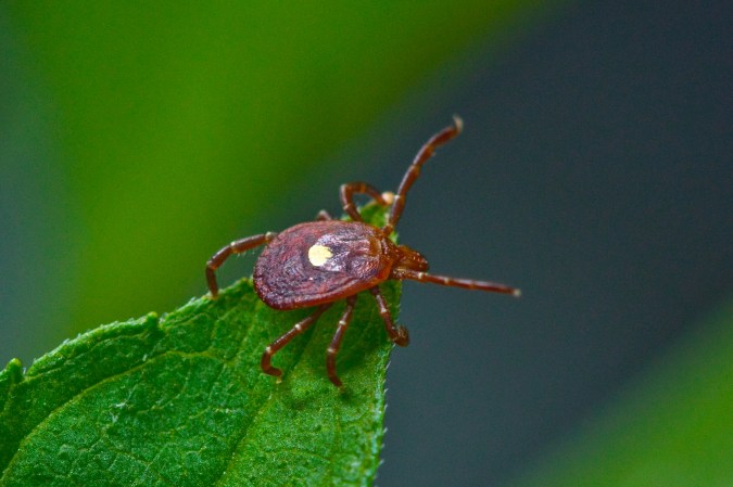 Lone star tick