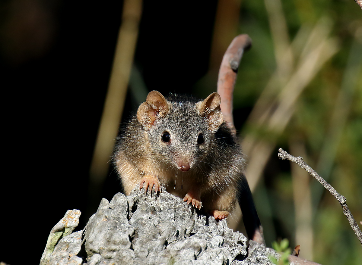 These animals spend their whole lives waiting to have sex, and then they die