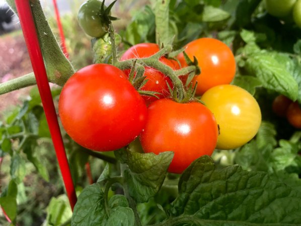 Tomatoes HEIF