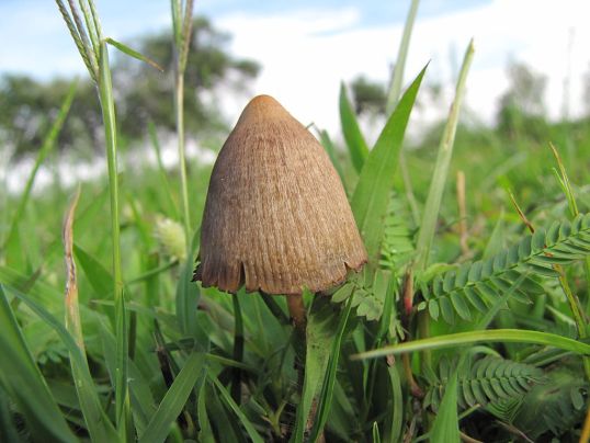 Study: Magic mushrooms are the safest drug