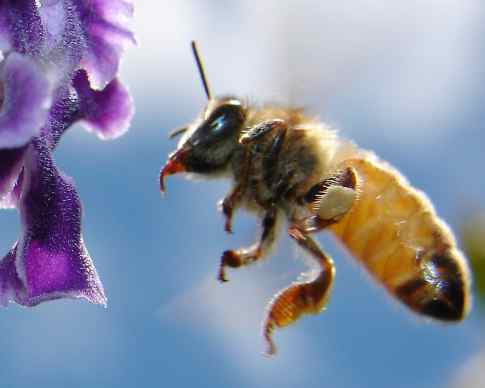 bee and flower