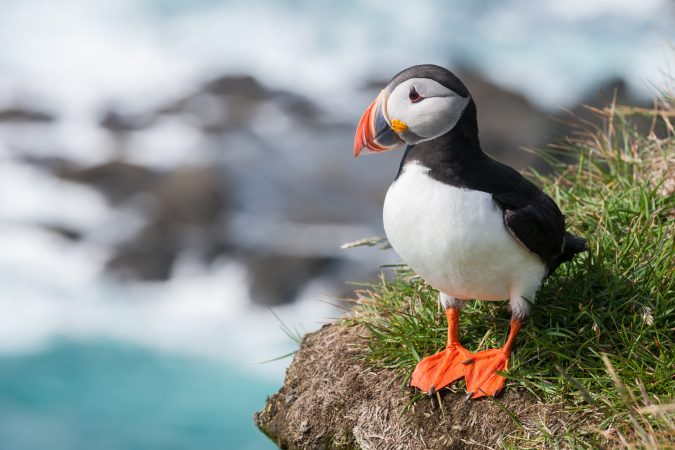 atlantic puffin