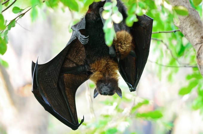 Holy Harp Trap, Batman! The gear researchers use to study bats