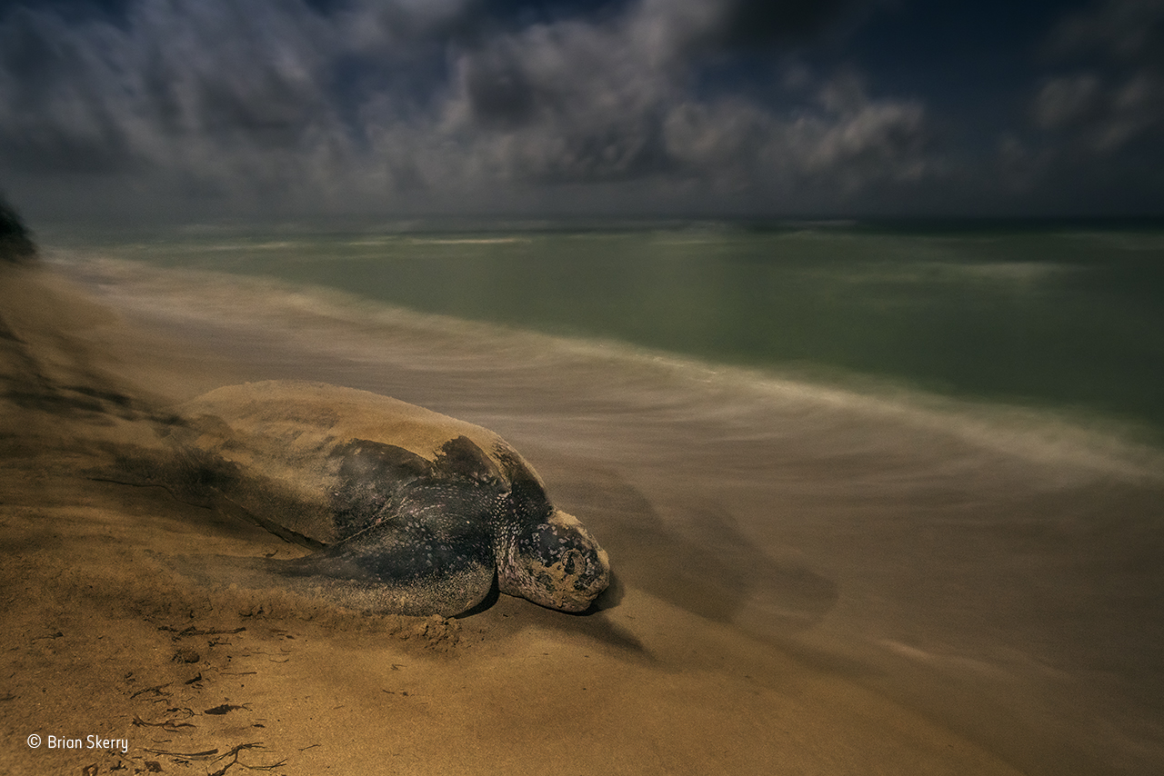 leatherback turtle