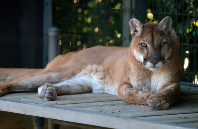 Mountain Lions are so scared of humans that the sound of talk radio sends them running