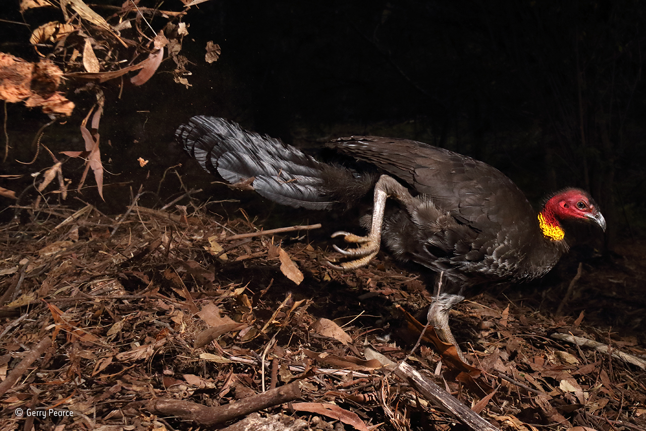 brush turkeys