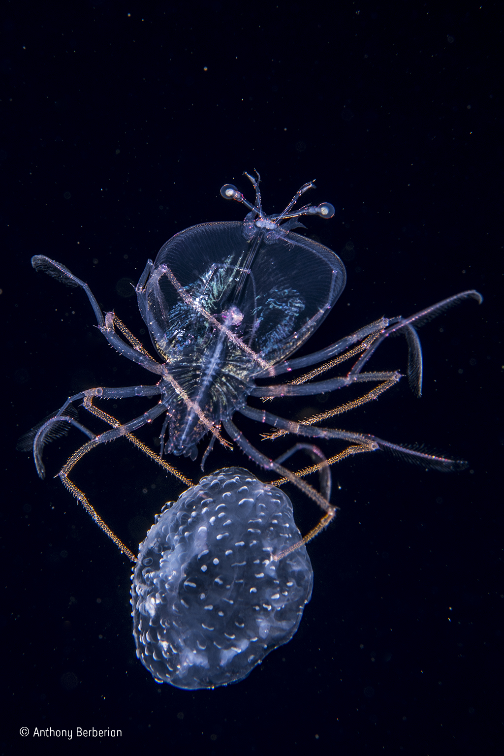 lobster larvae