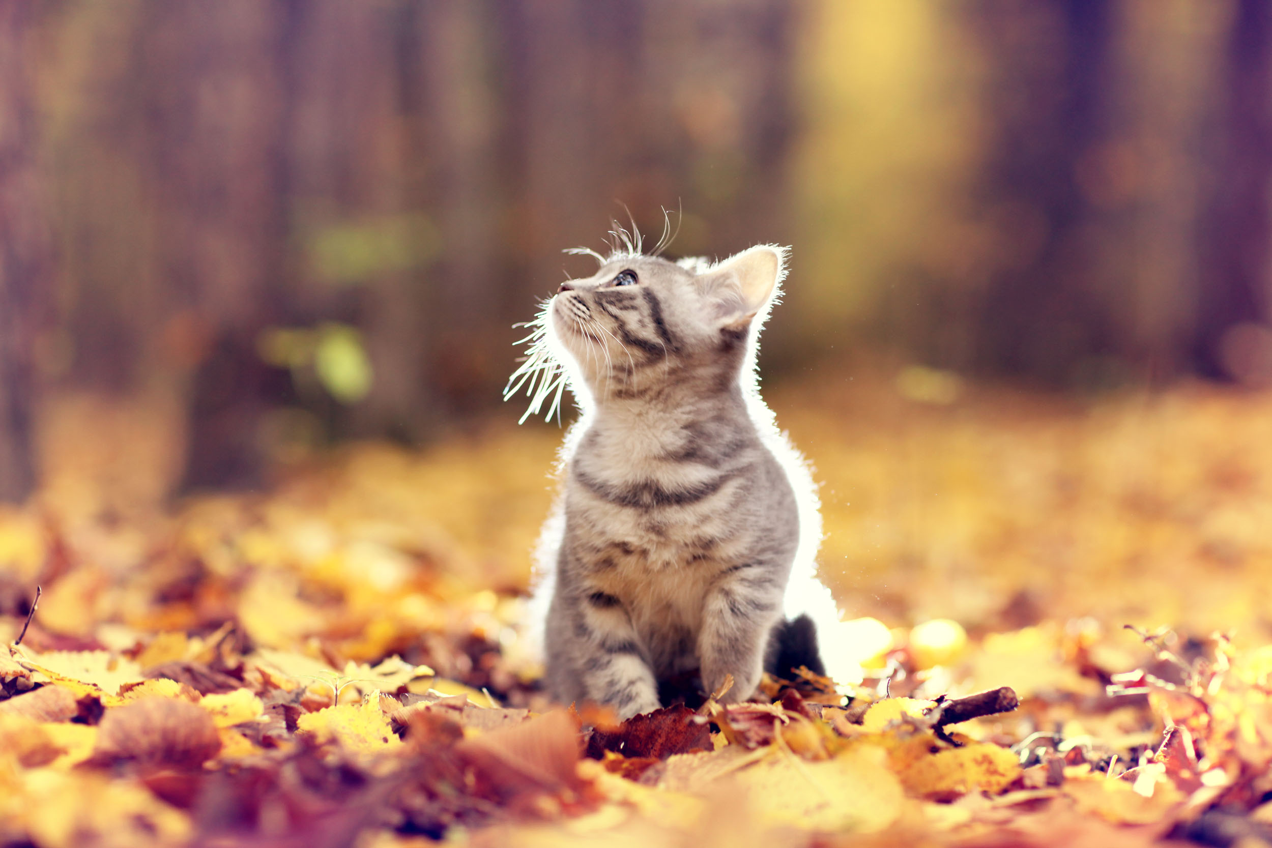 a kitten in fall leaves