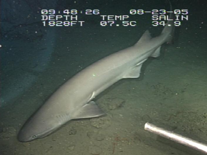 a bluntnose sixgill shark in the ocean