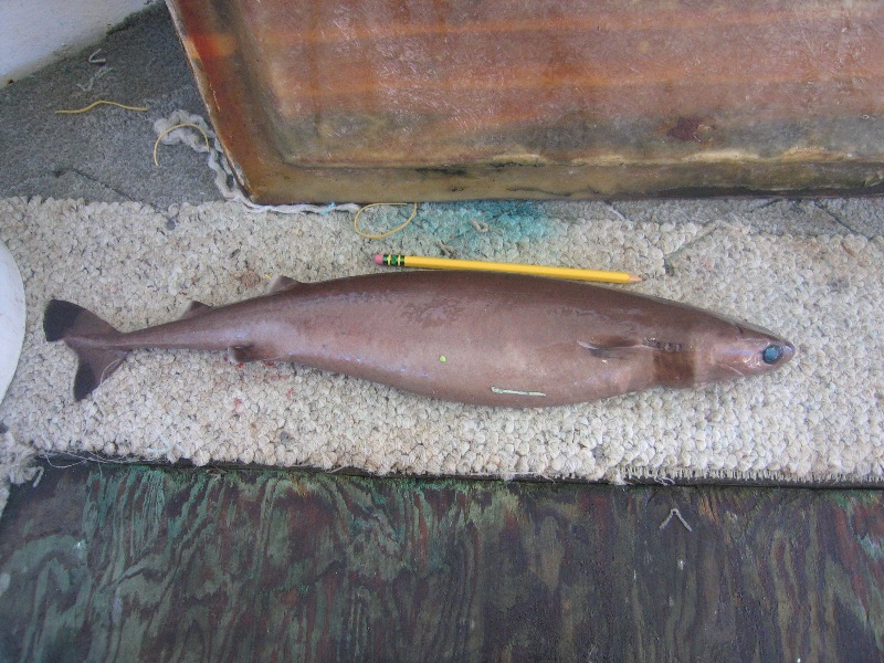 a cookie cutter shark