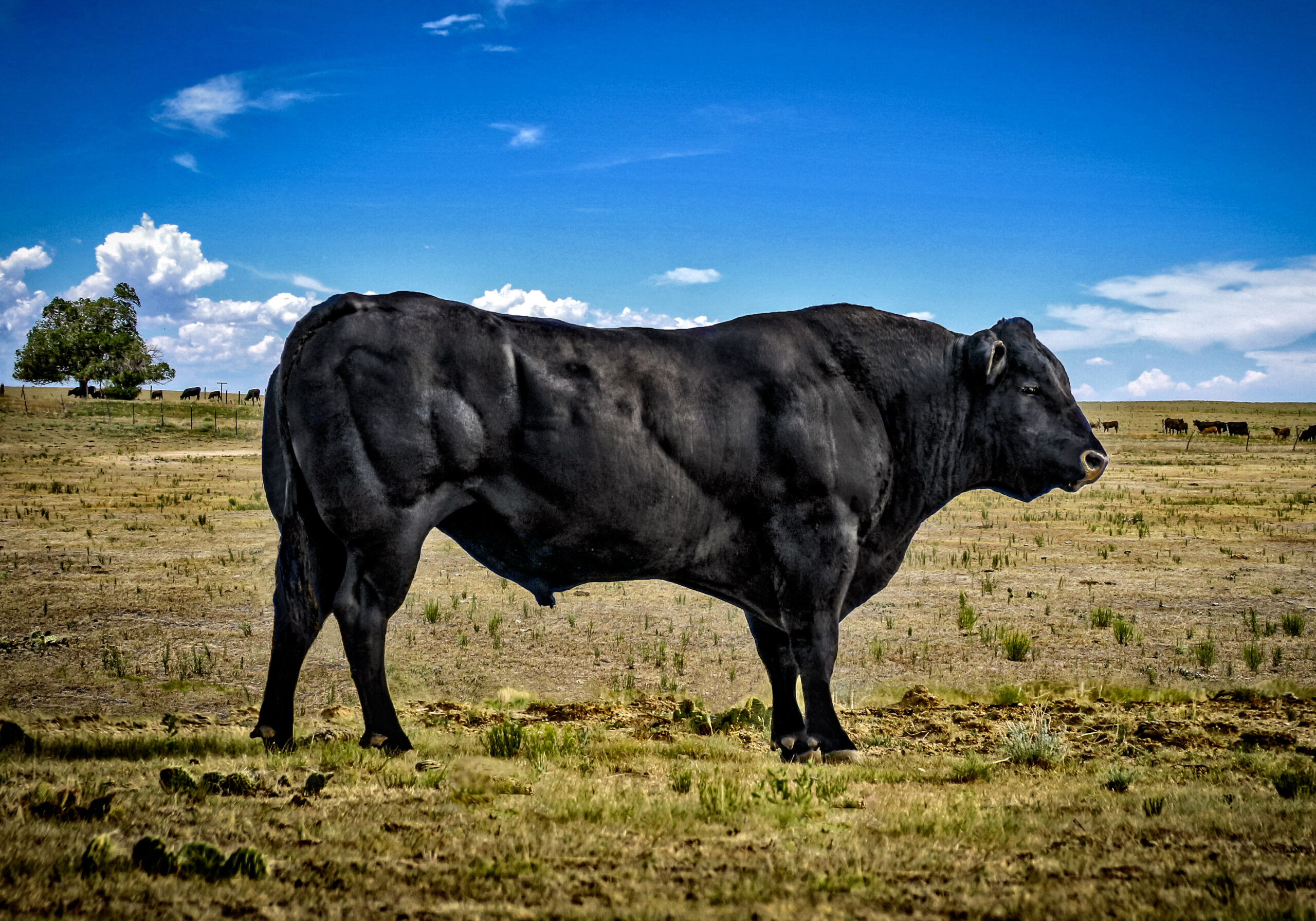 piedmontese bull homozygous myostatin