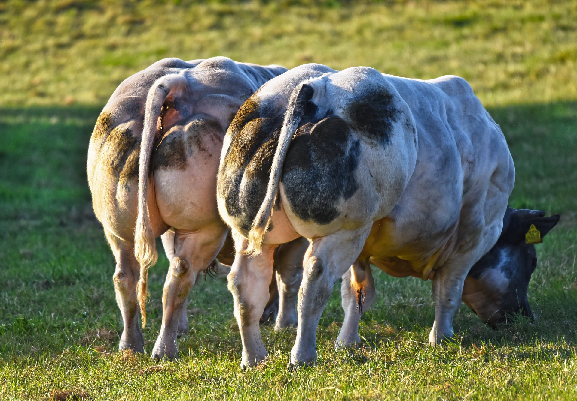 belgian blue myostatin