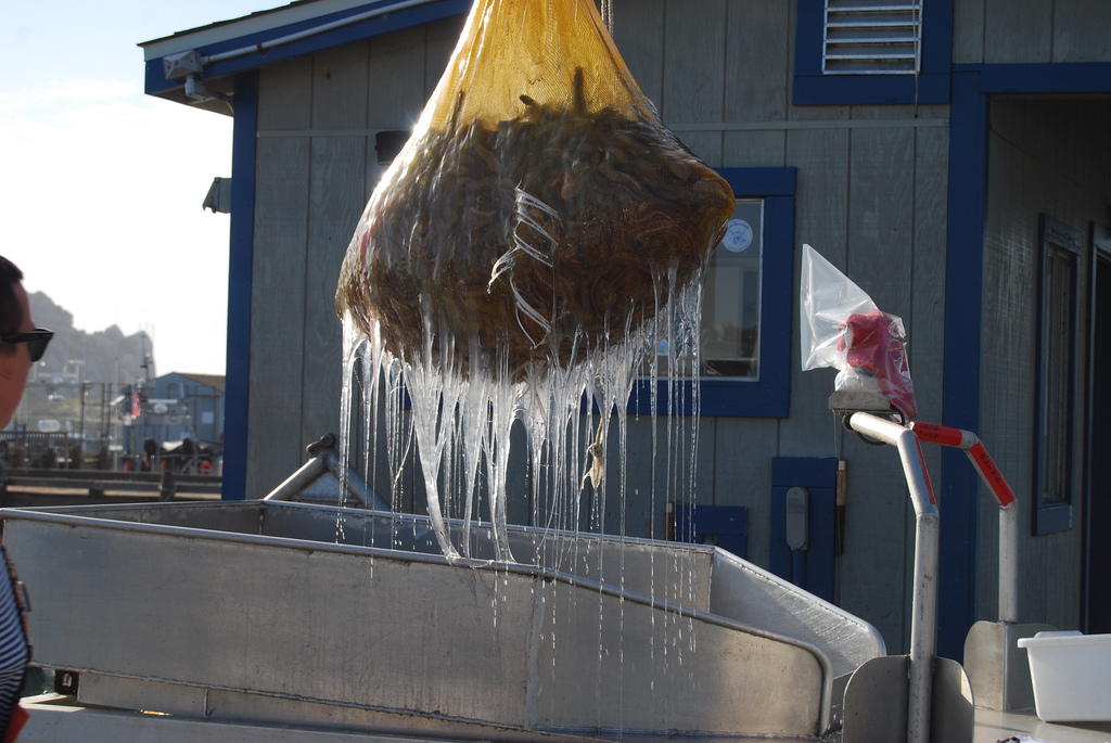 hagfish slime