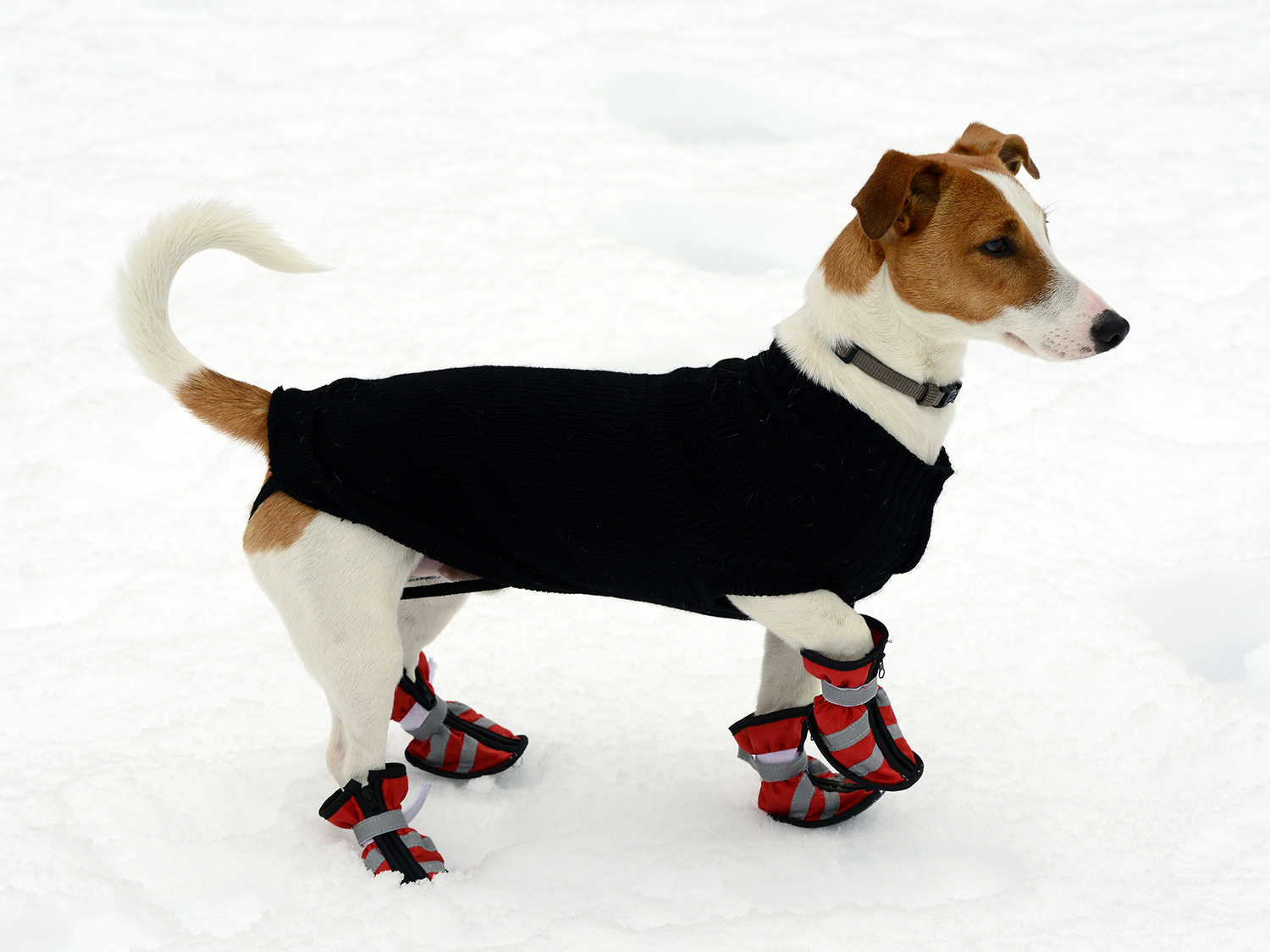 dog in snow gear