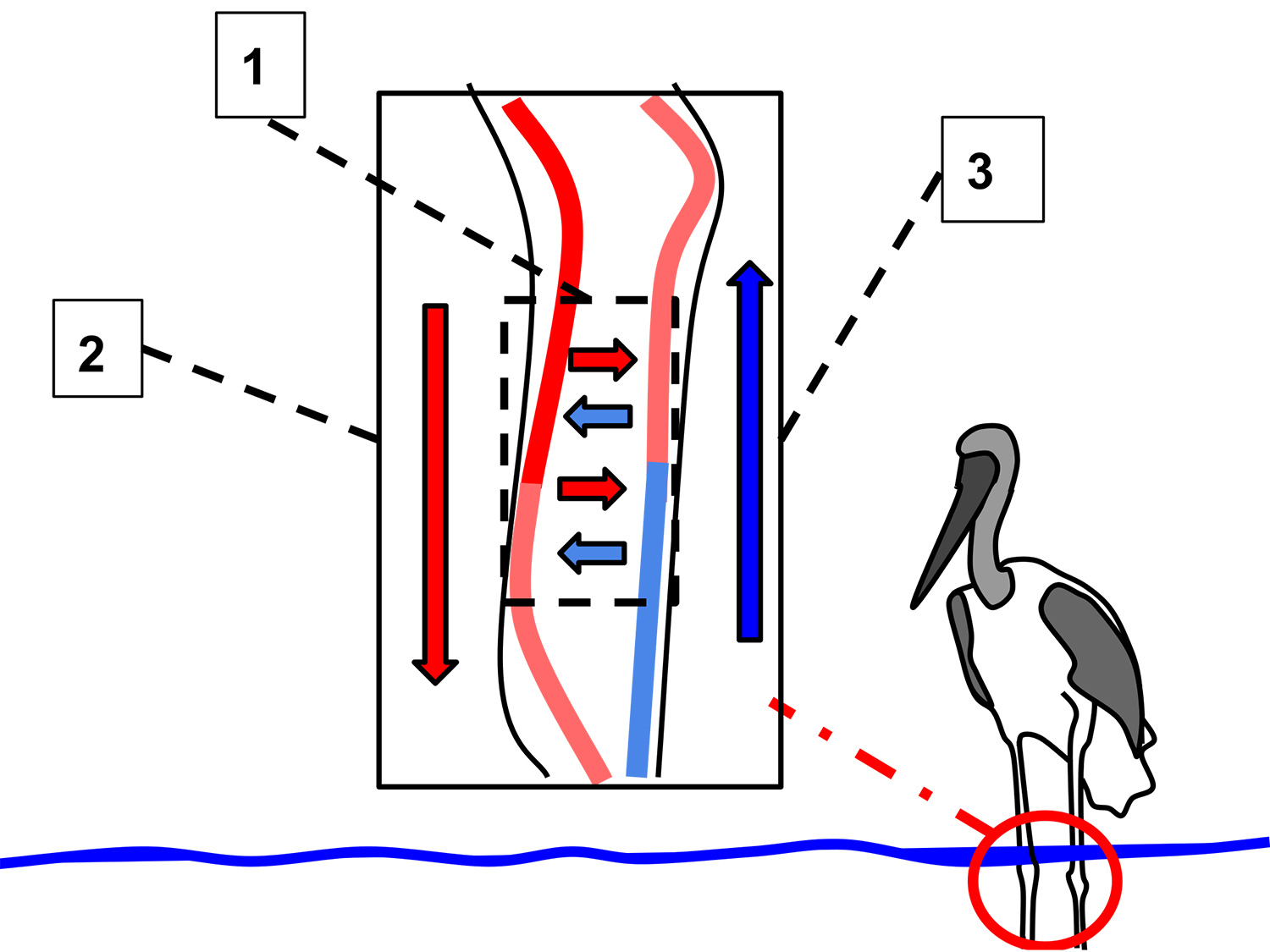 countercurrent heat exchange