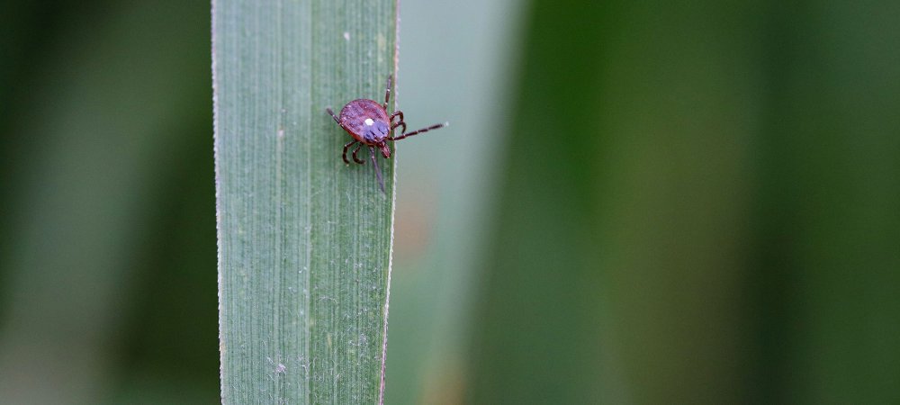 how to identify ticks