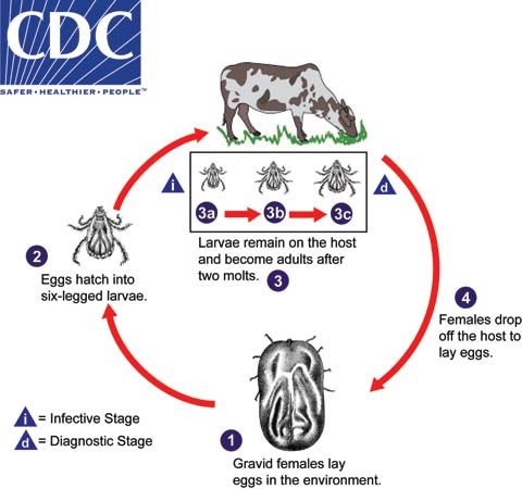 life time of a tick