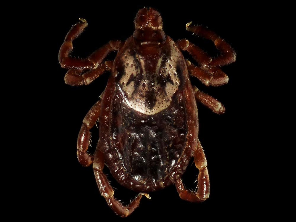 closeup of the American dog tick Dermacentor variabilis