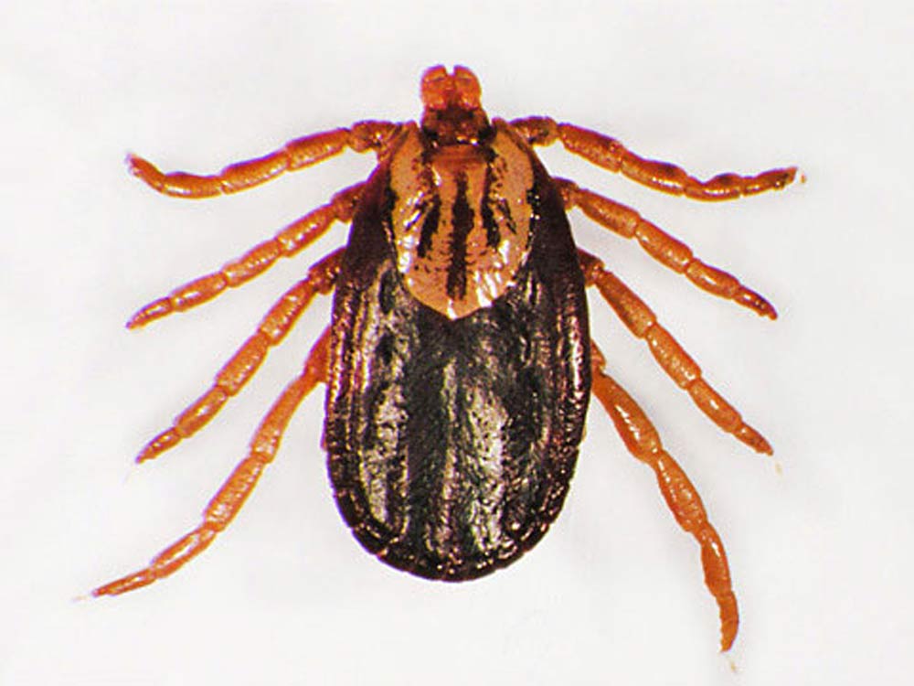 closeup of the winter tick Dermacentor albipictus