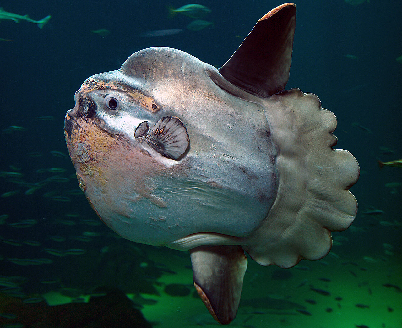 Lumpy sunfish