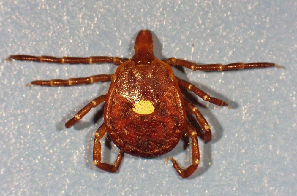 closeup of the Lone Star Tick, Amblyomma americanum