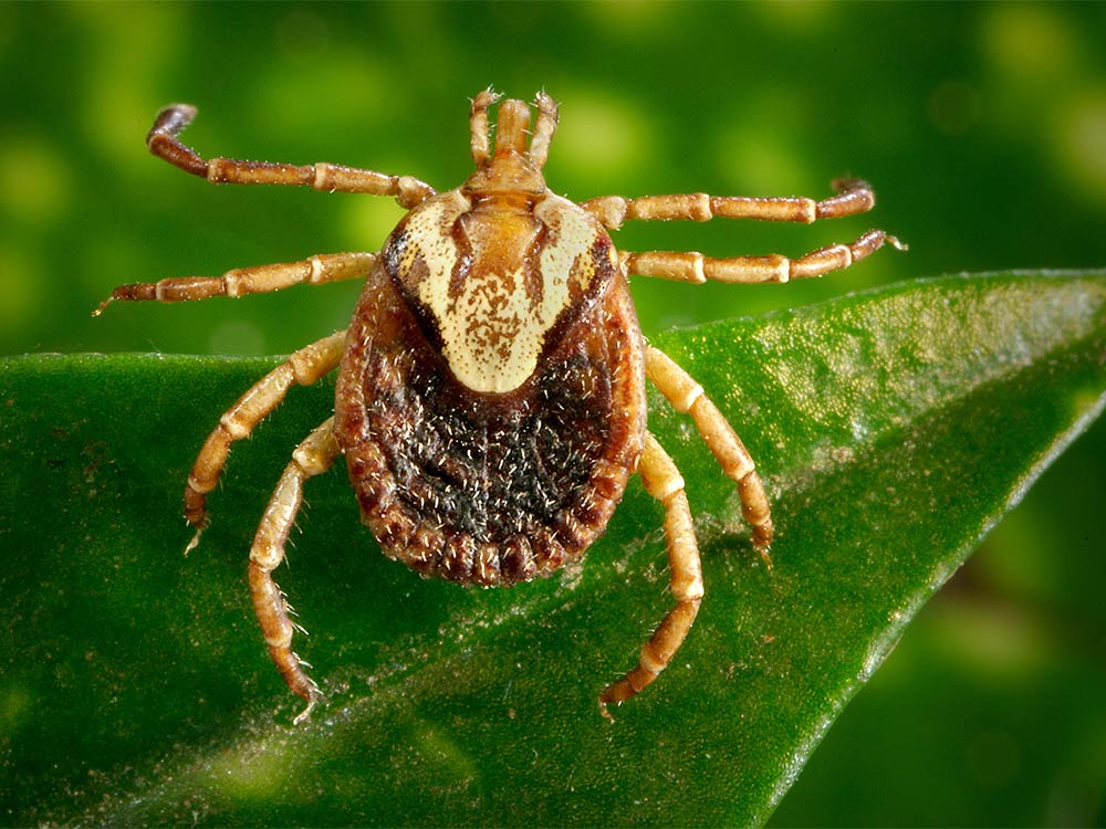 closeup of the Cayenne Tick Amblyomma cajennense on a leaf