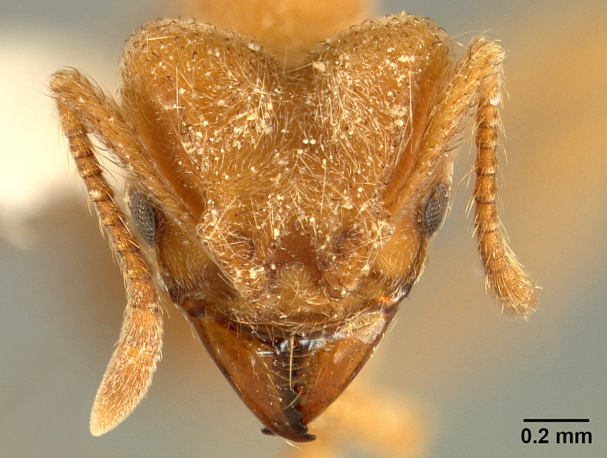 Sericomyrmex radioheadi