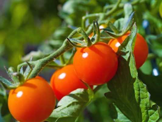 Tomatoes and subway systems might have something in common