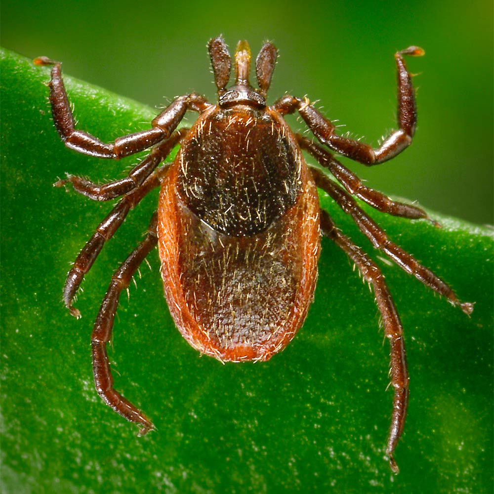 closeup of the Western-Blacklegged Tick Ixodes pacificus on a leaf