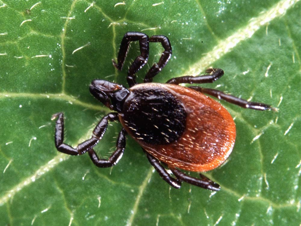 Blacklegged deer tick closeup on a leaf