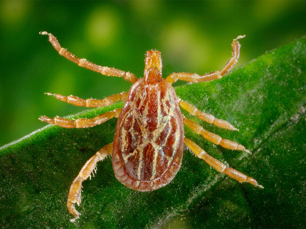 closeup of the Gulf Coast Tick Amblyomma maculatum on a leaf