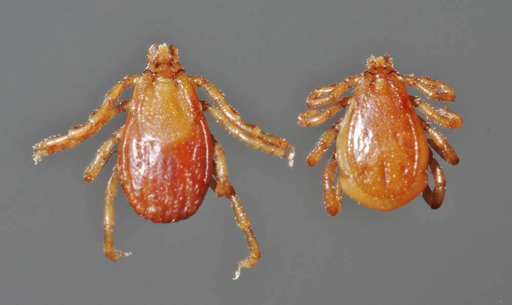 closeup of two Brown Dog Ticks Rhipicephalus sanguineus